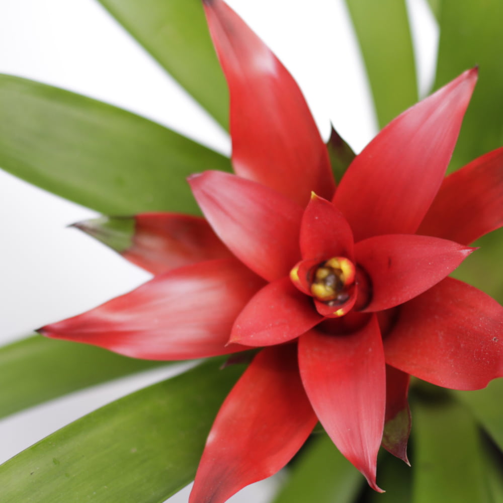 Comprar Guzmania: planta de interior con flor de color rojo | CitySens