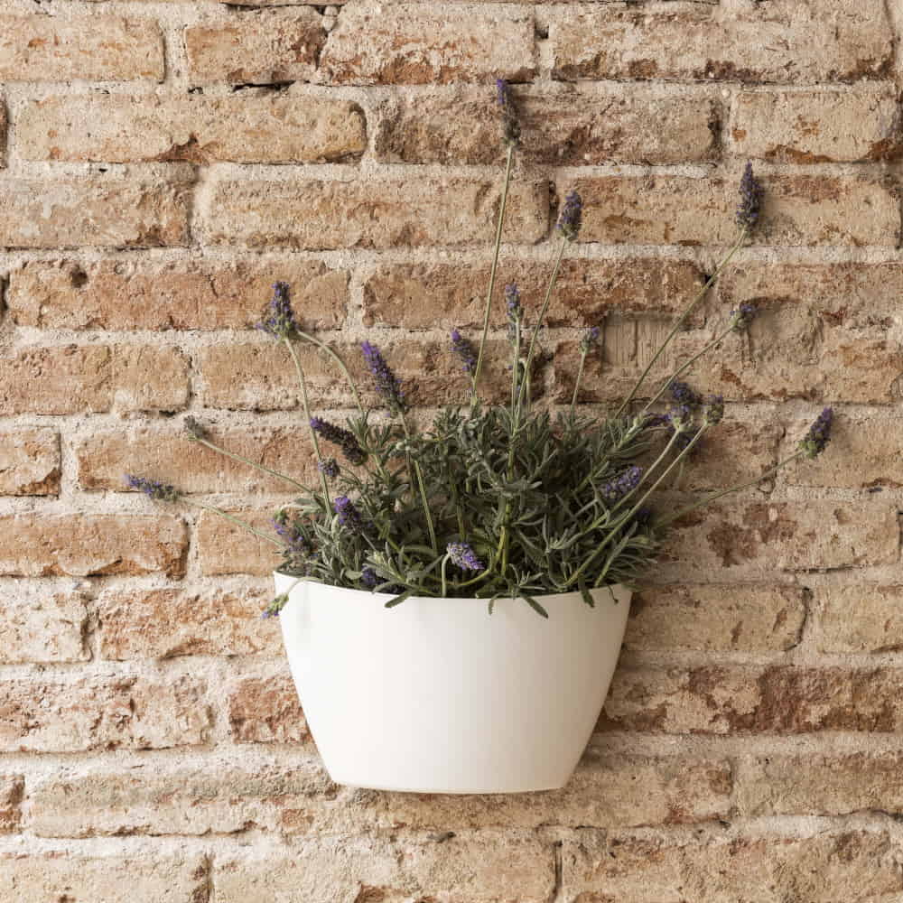 maceta de pared con semillas de lavanda