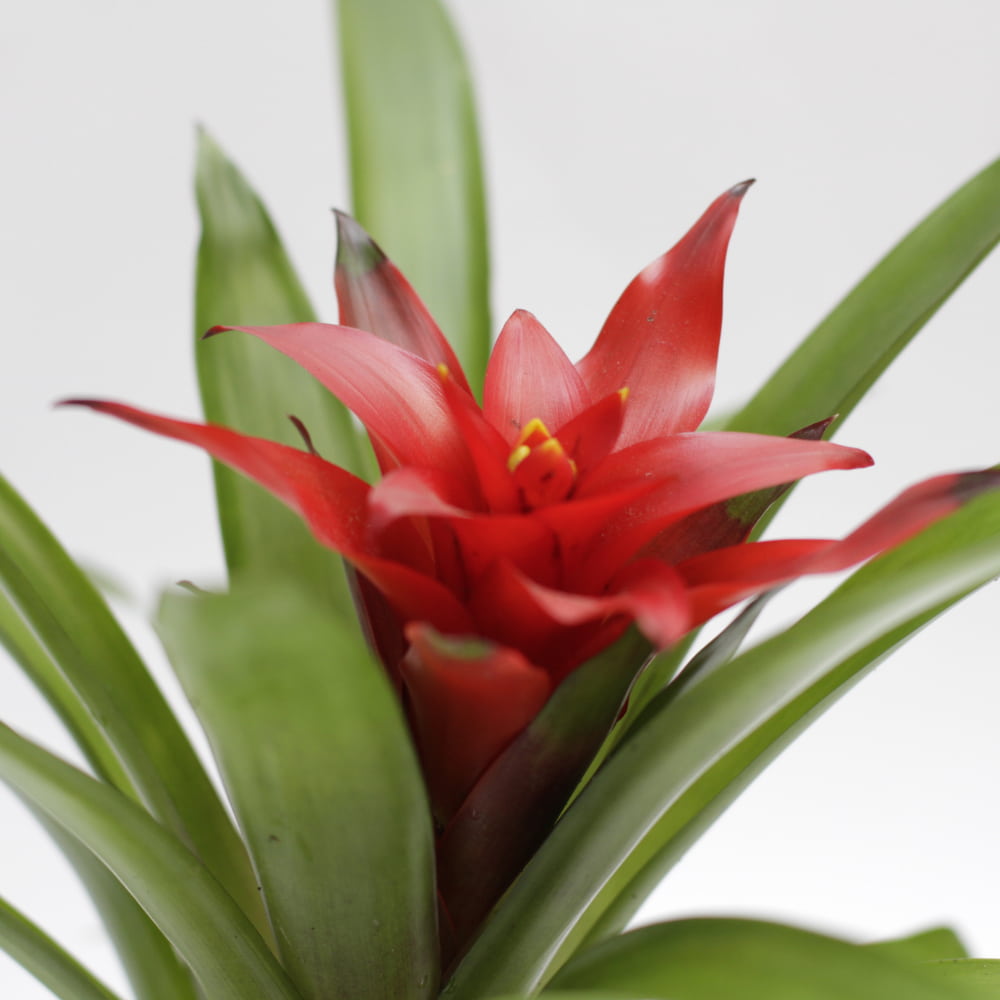 guzmania roja