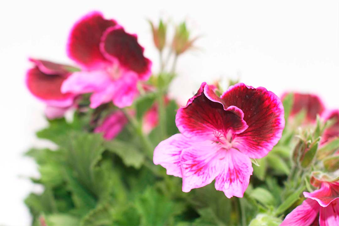 geranium grandiflora