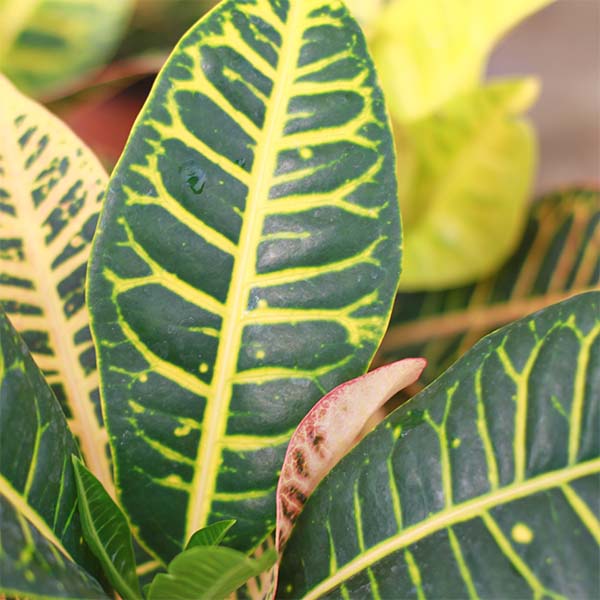 fulles croton