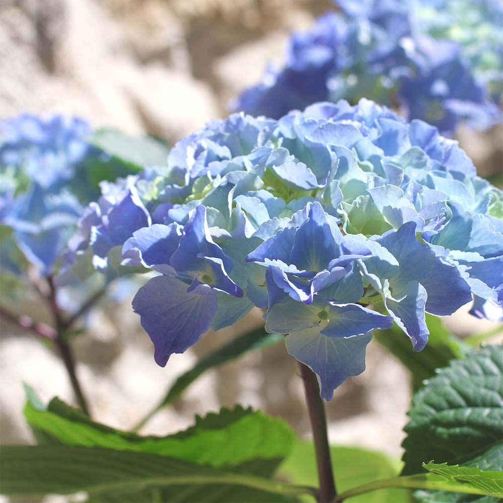 Hortensie Frühling Pflanze