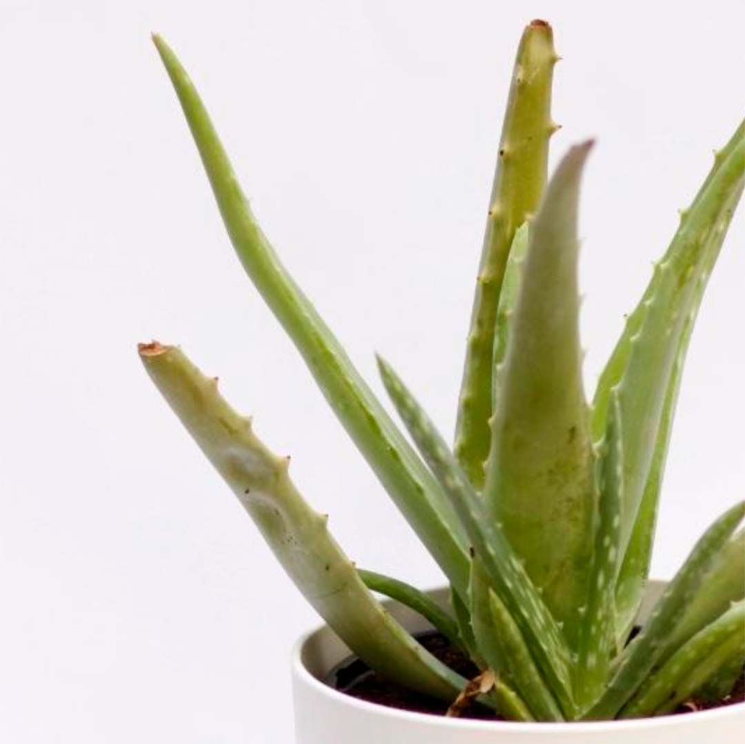 aloe-vera