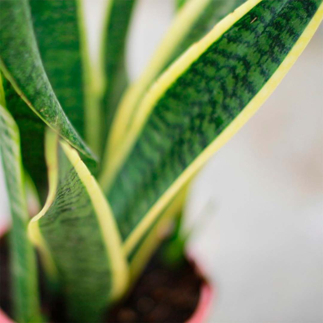 sansevieria-laurentii