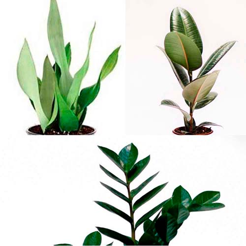 Pack de 3 plantes resistents