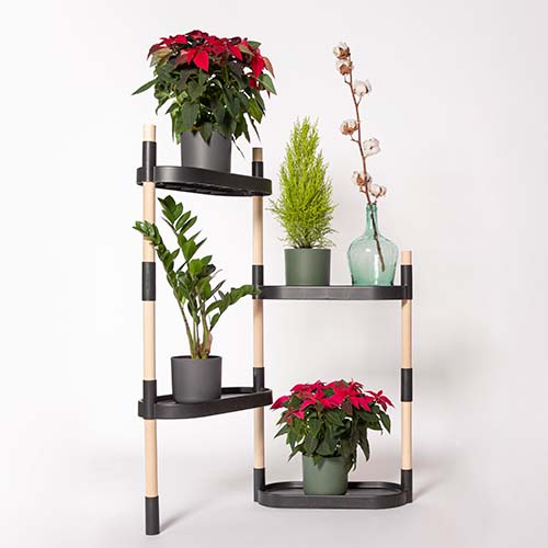 estantería con plantas de navidad