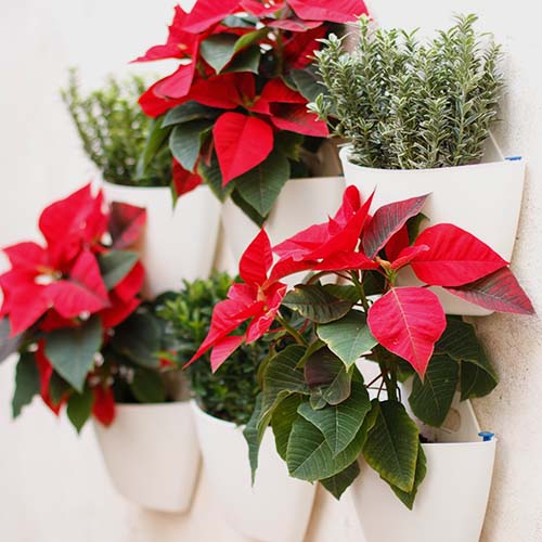 wall planters with poinsettias