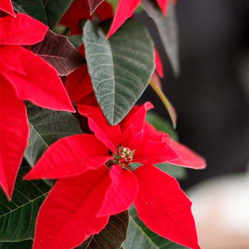 poinsettia