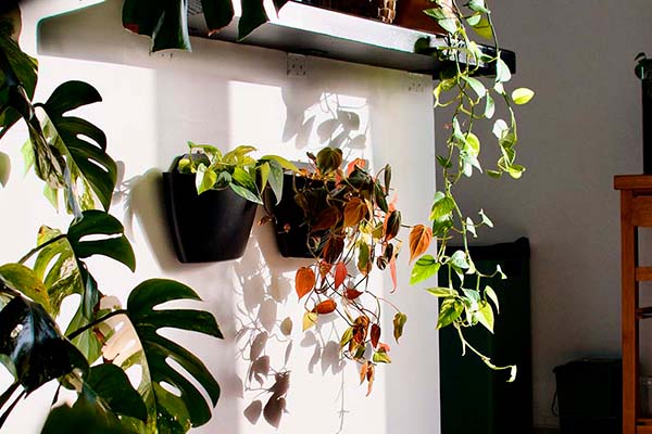 wall planters