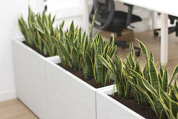 easy-care plants for offices