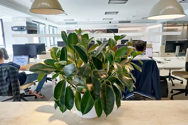 office with natural plants