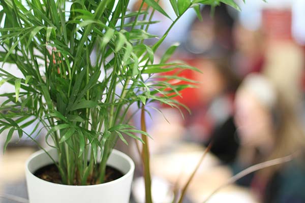 purifying plants for offices and work spaces