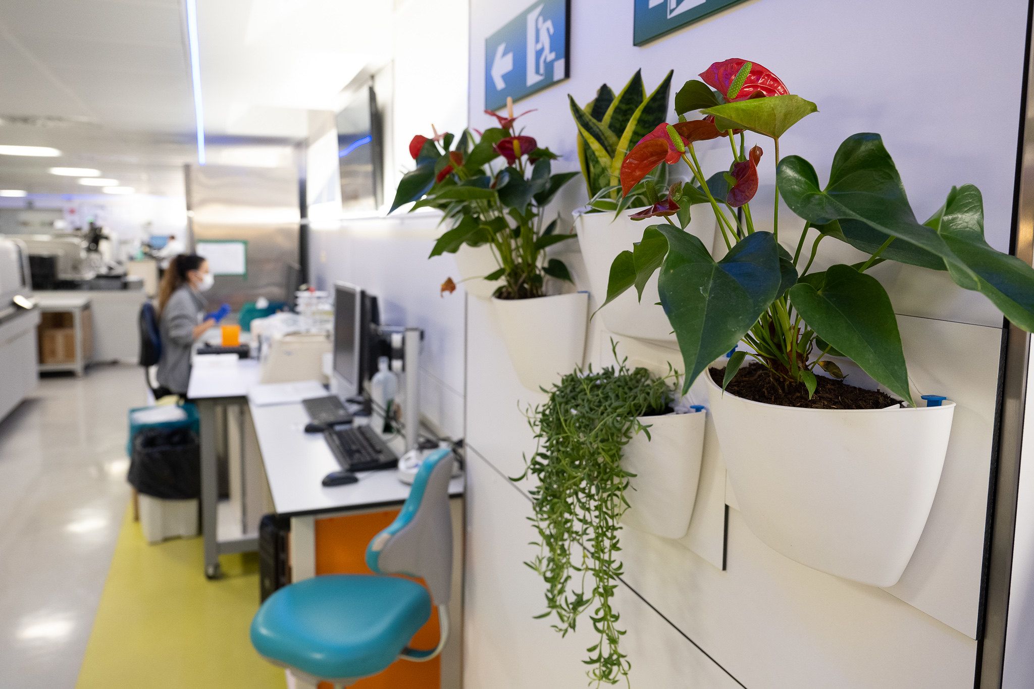 Macetas de pared con plantas en Hospital