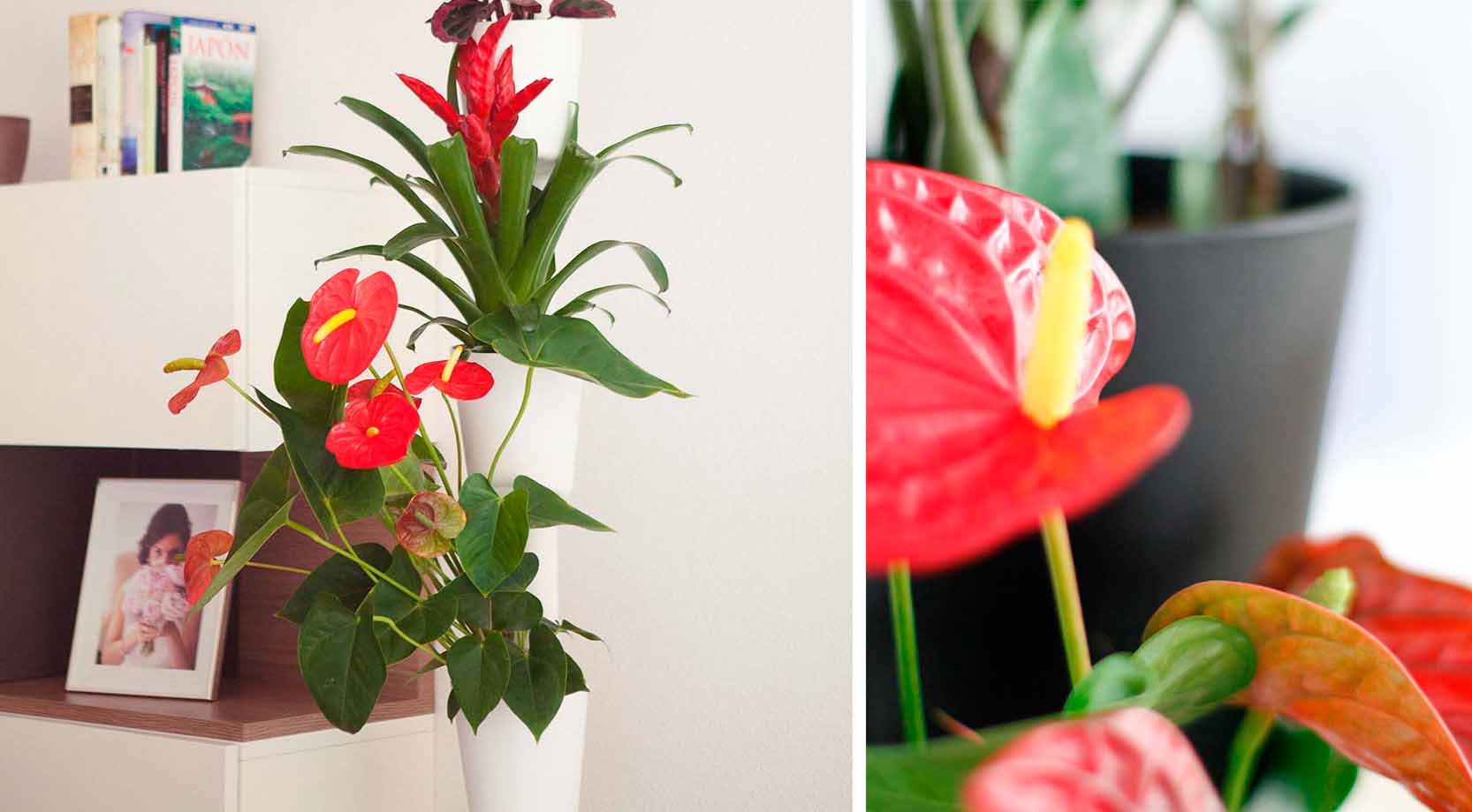 Vertical Planter with Vital Red plants