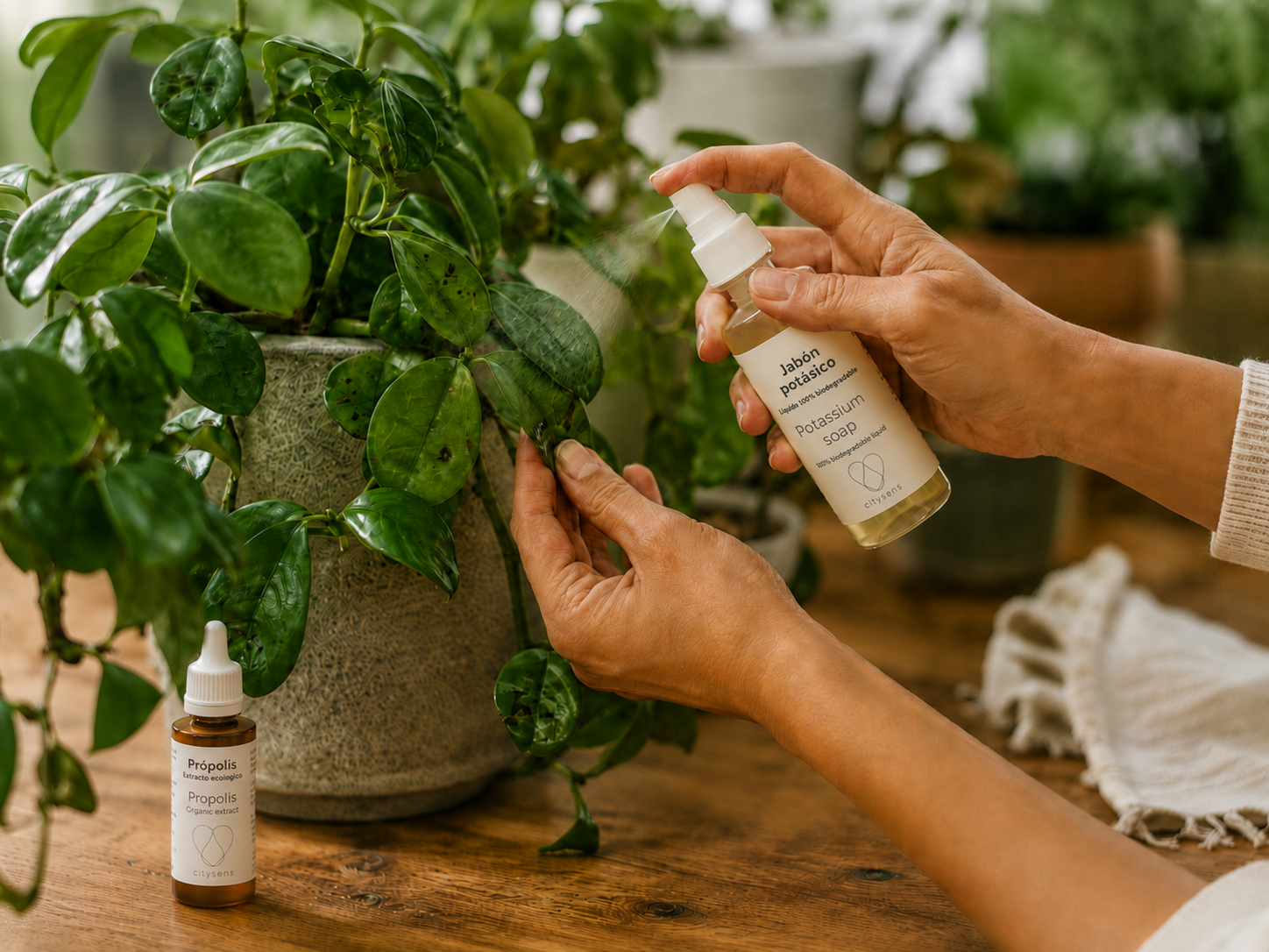 Cuida les plantes