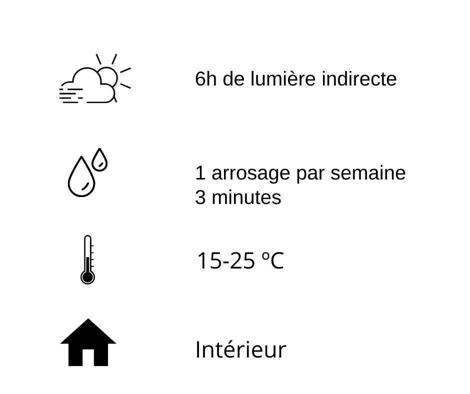 entretien pour plantes