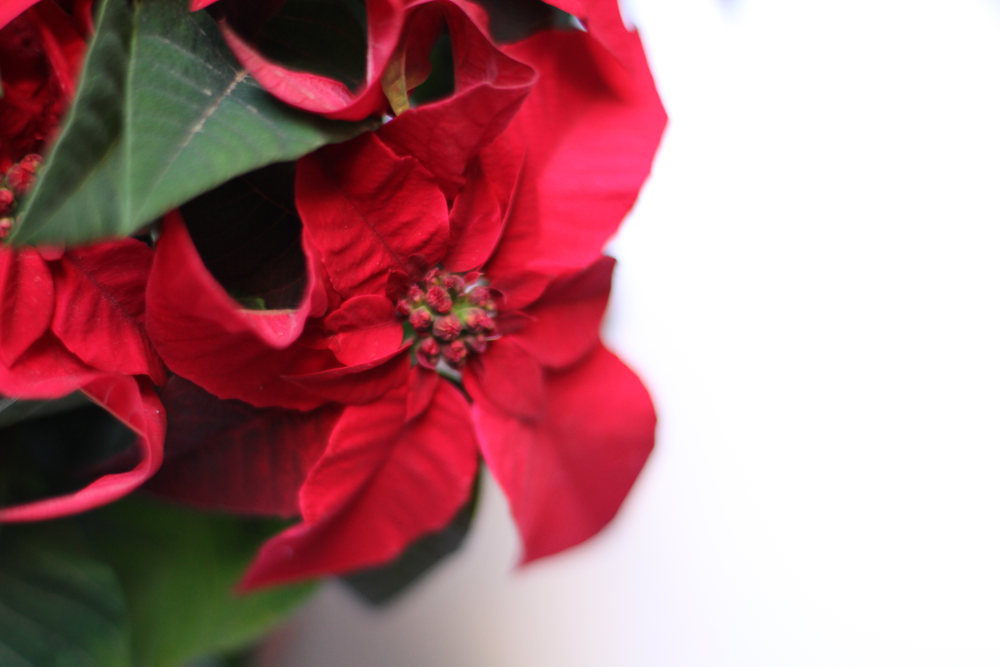 flor de pascua planta navidad