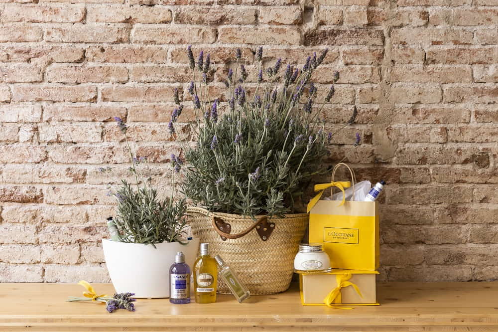 maceta de pared con semillas de lavanda