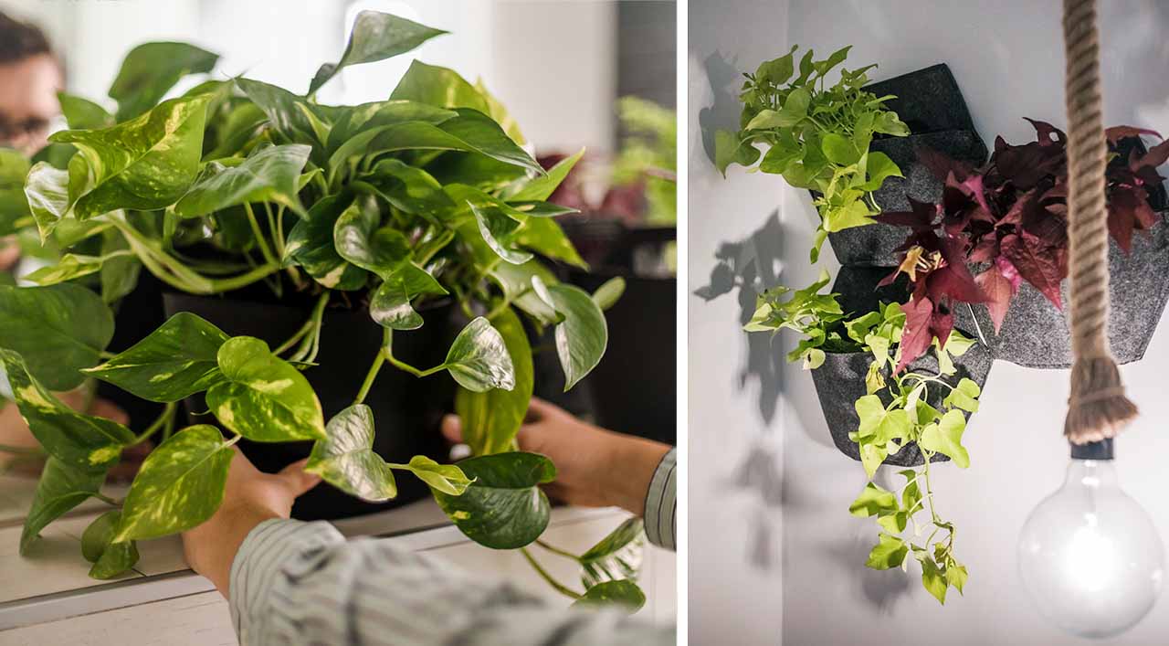wall planters with plants
