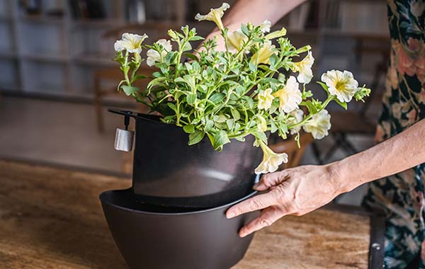 wall-mounted planter with capillary self-watering