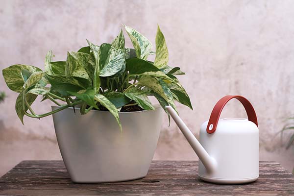 watering plants in wall hanging planter