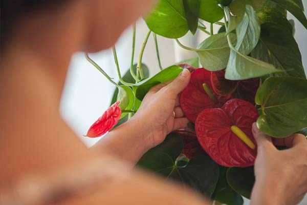 plantas de primavera