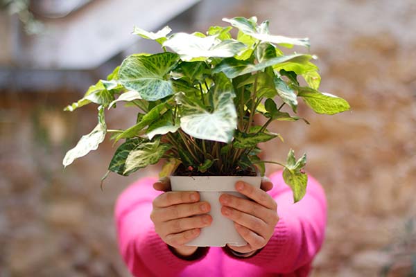 plantas  de primavera