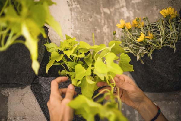 plantes d'intérieur suspendues