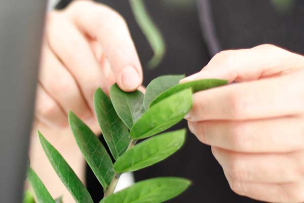 Entretien des plantes printanières