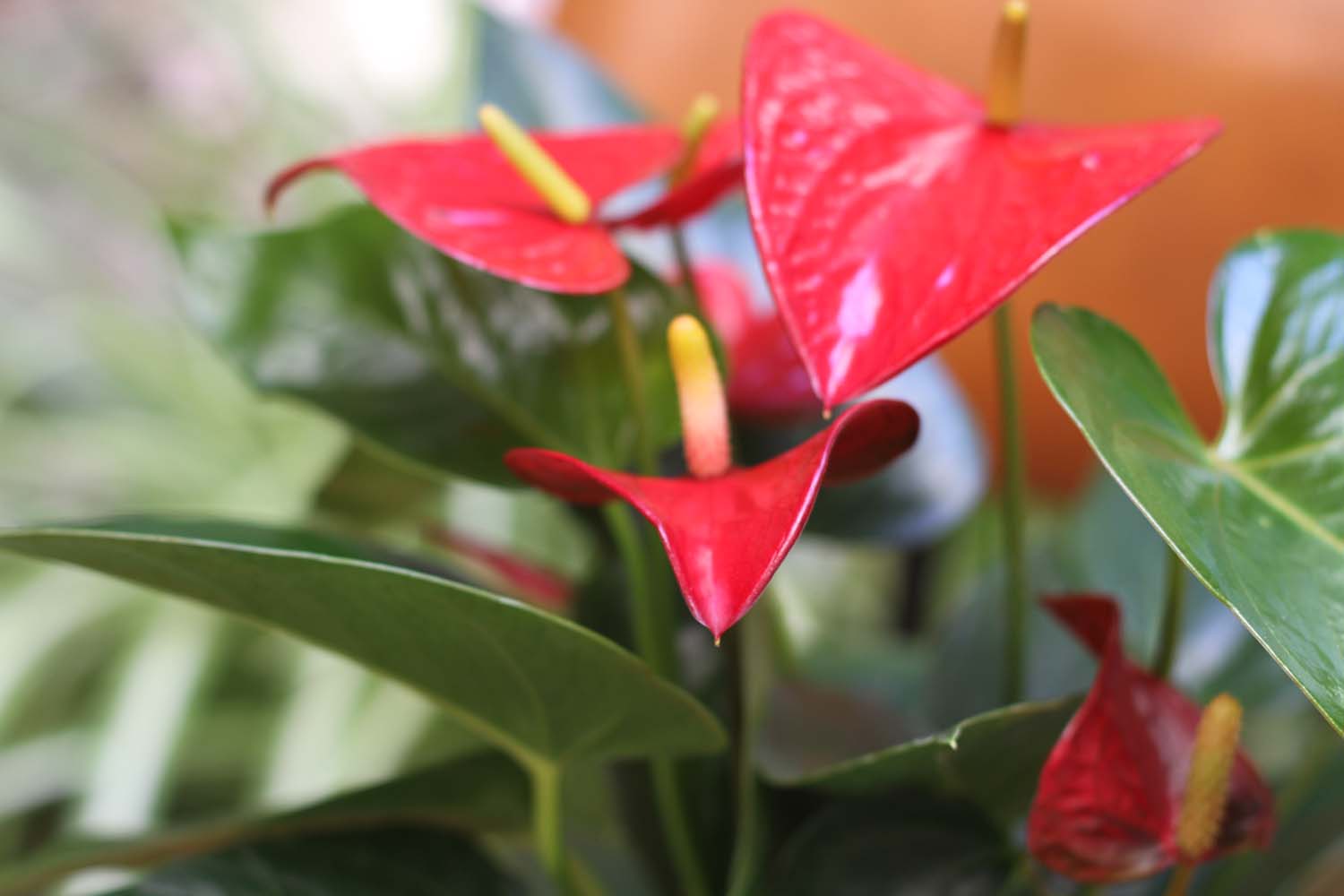 Anthurium Rouge Plante