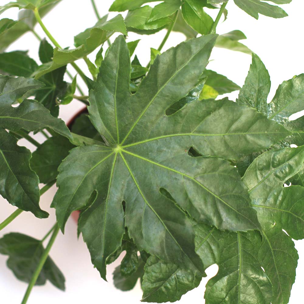 fatsia japònica