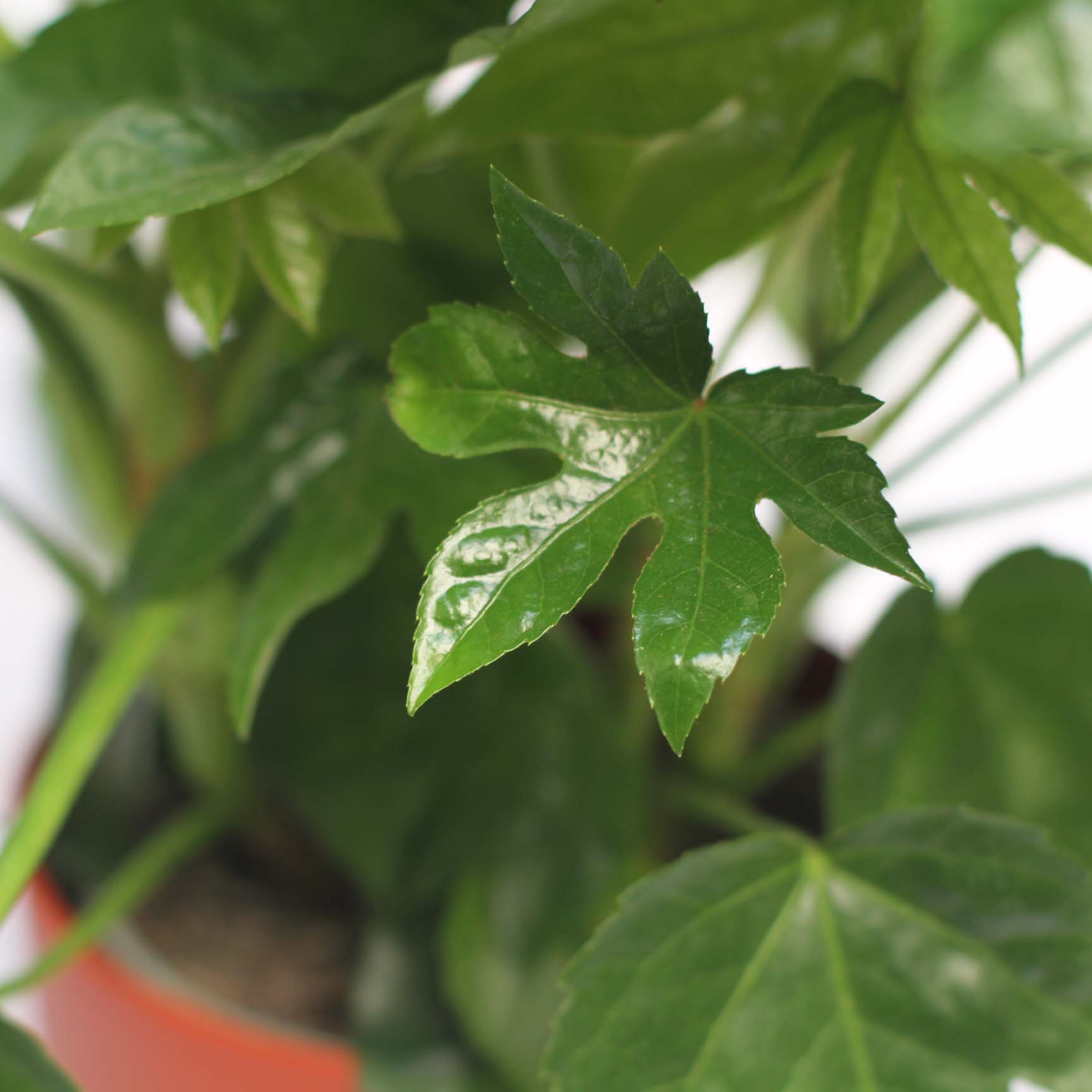 Choix de vert - Fatsia japonica - Fingerplant - plante d'intérieur en pot  SANTORINI