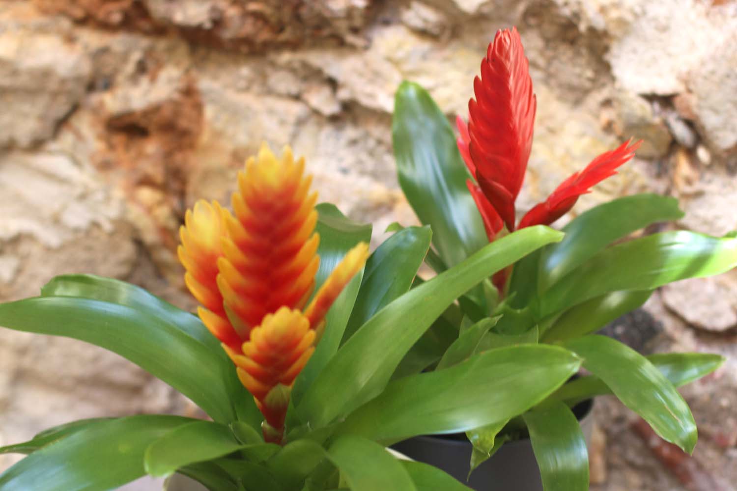 Plant Guzmania or Bromelia