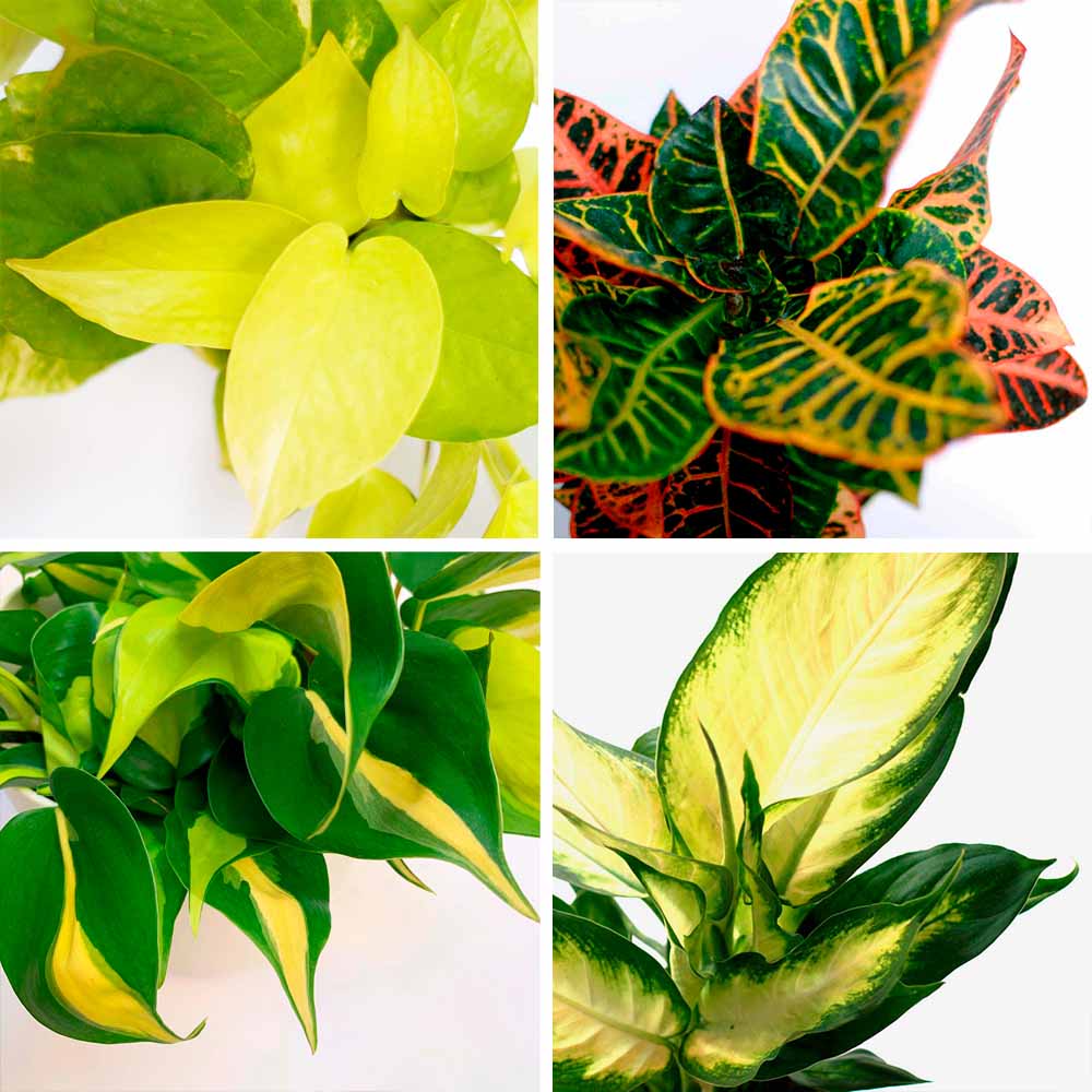 Pack de plantes de primavera Lima Alegria