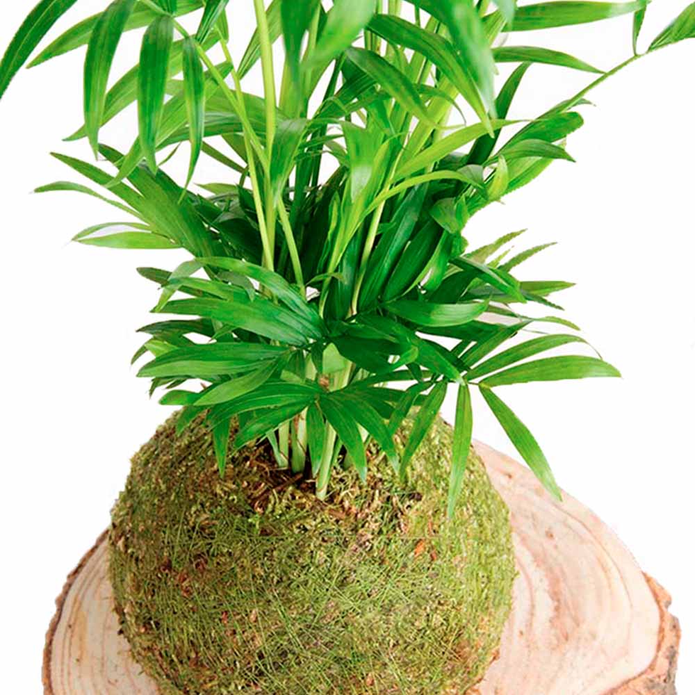 Palm plant Kokedama