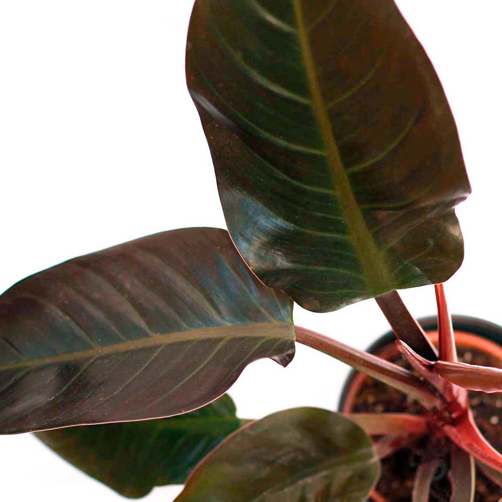 planta filodendro emerald red