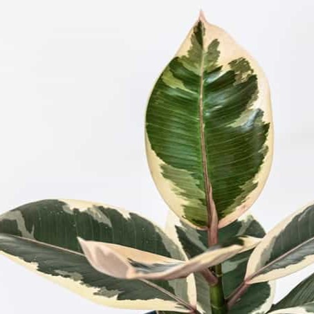 Ficus Elástica Variegata