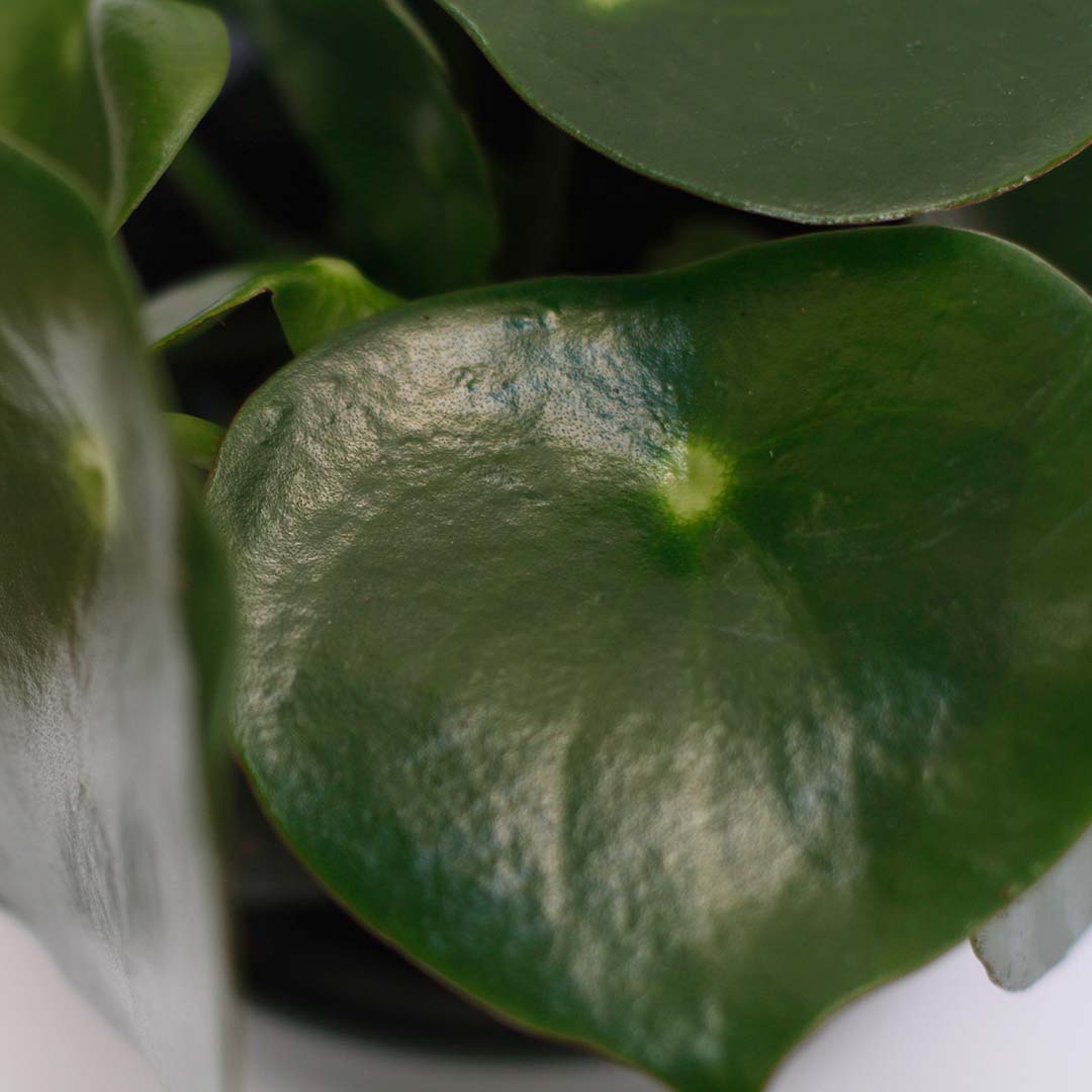 pilea raindrop planta