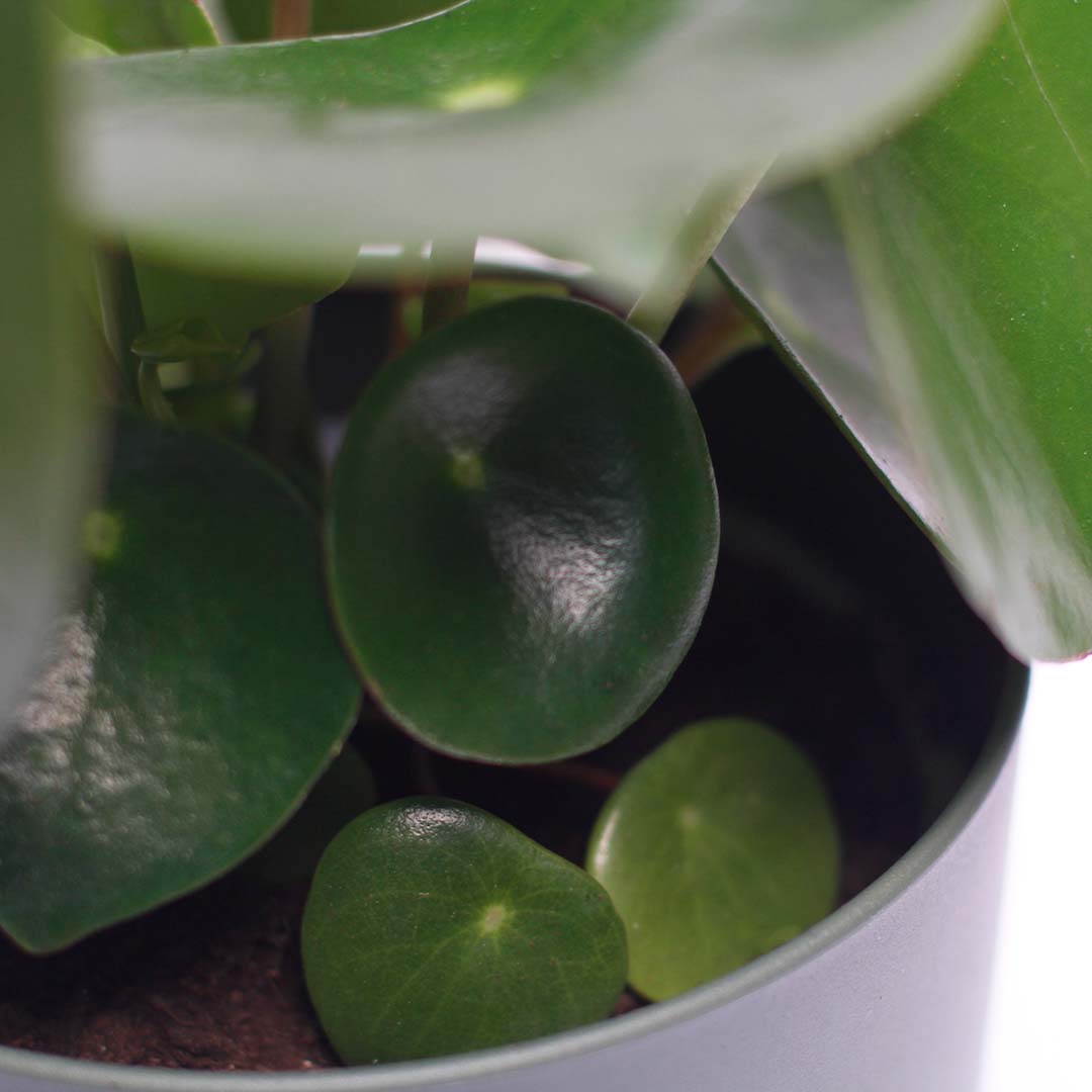 planta pilea raindrop