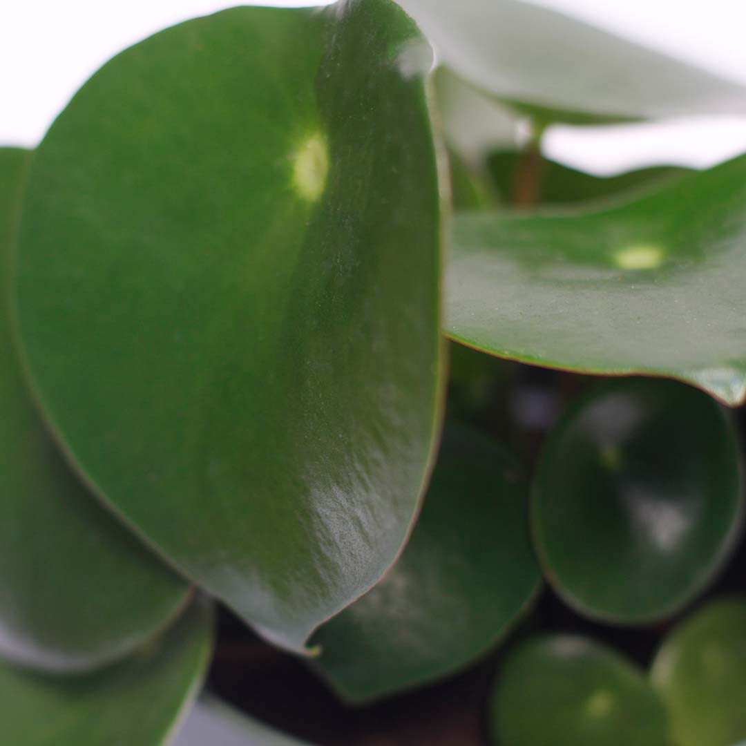 Chinese money plant pilea