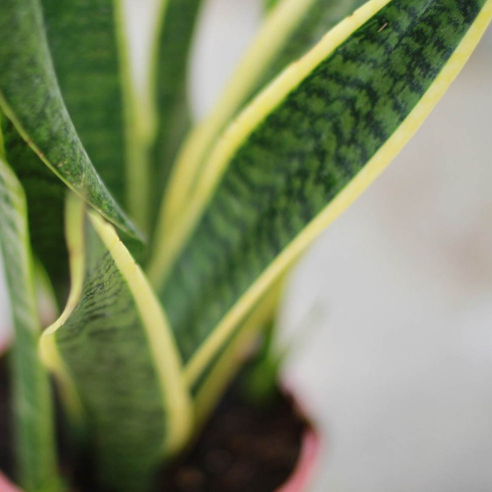 Sanseviera Kokedama plante