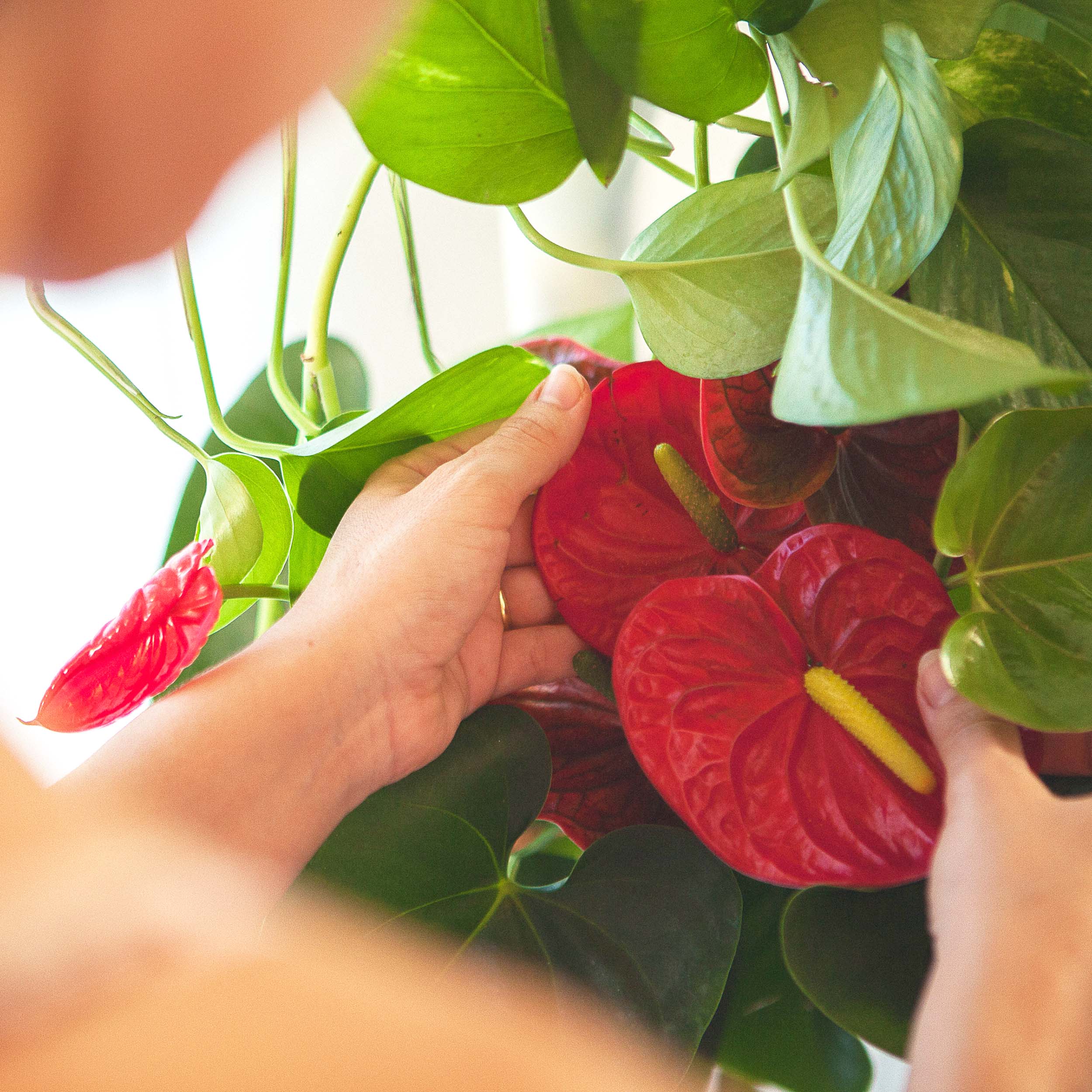 reg per a plantes d'interior