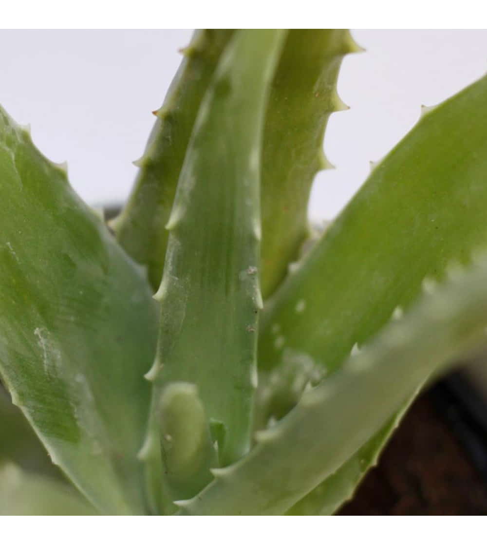 aloe vera