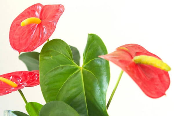 Comprar Anturio rojo: planta de interior, flores color rojo | CitySens