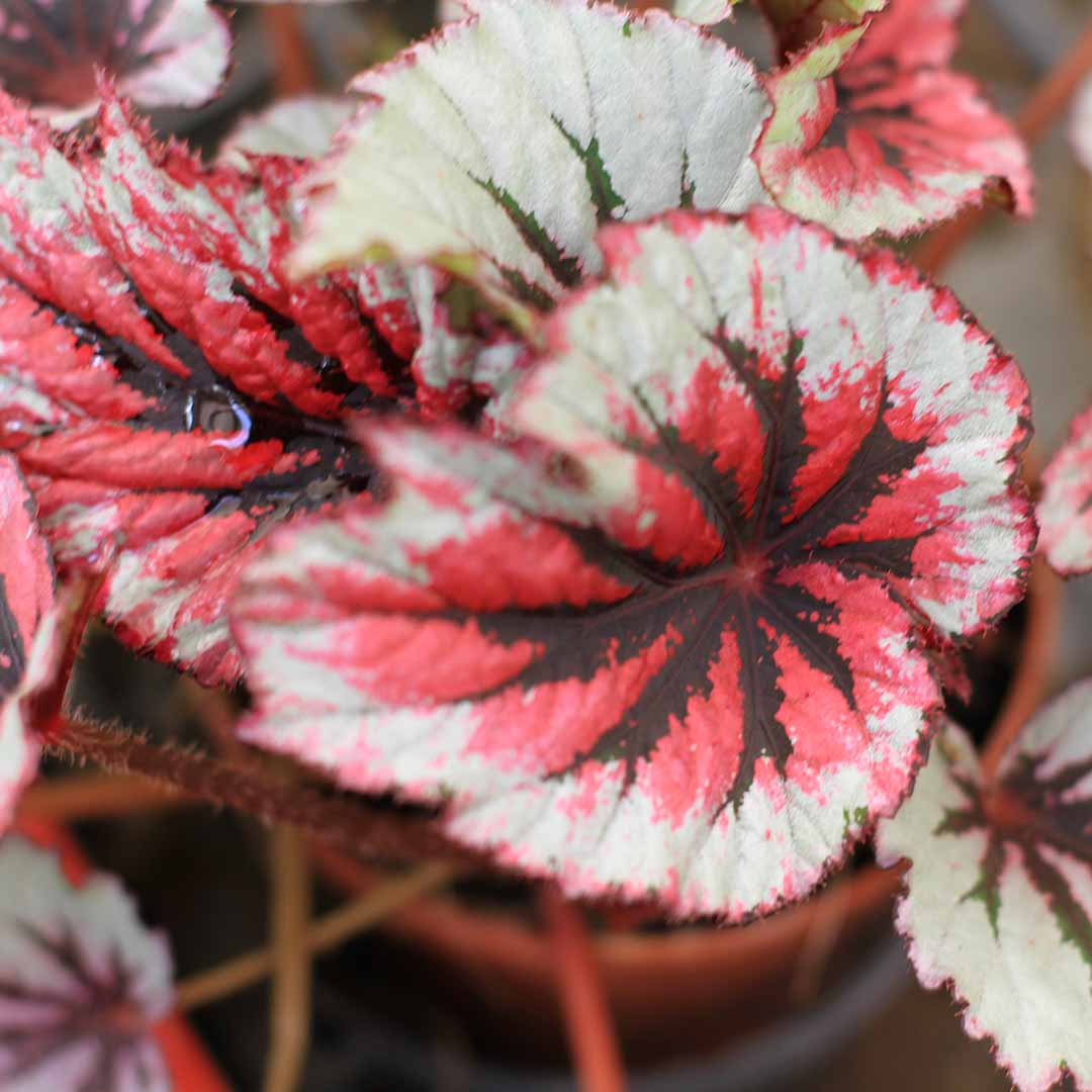 Comprar Begonia Rex - Begonia de hoja pintada | CitySens