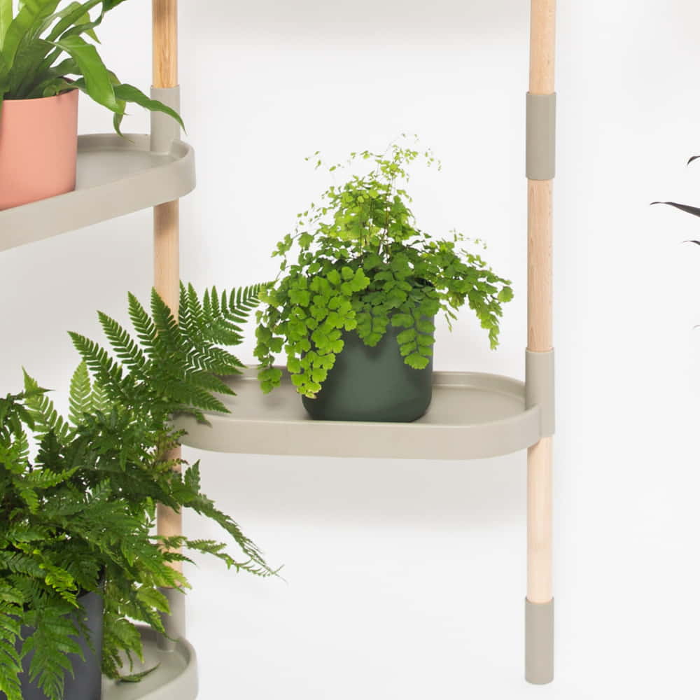 plantes pour intérieur sombre