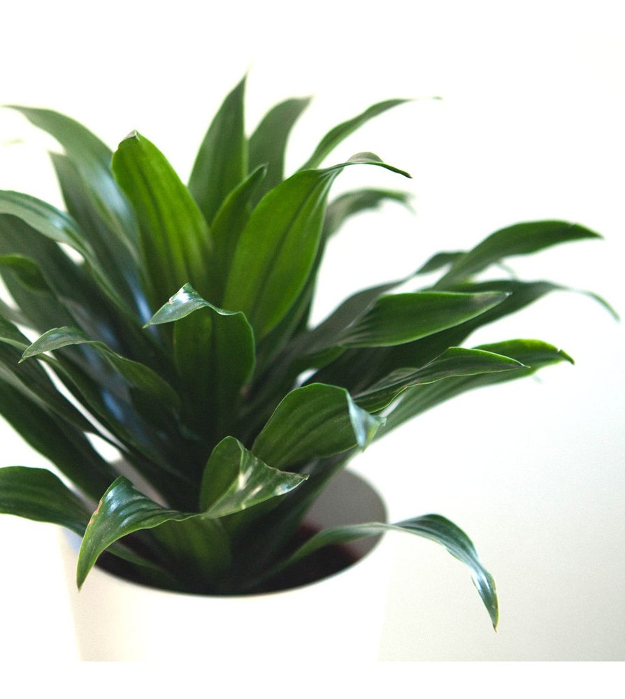 Dracaena