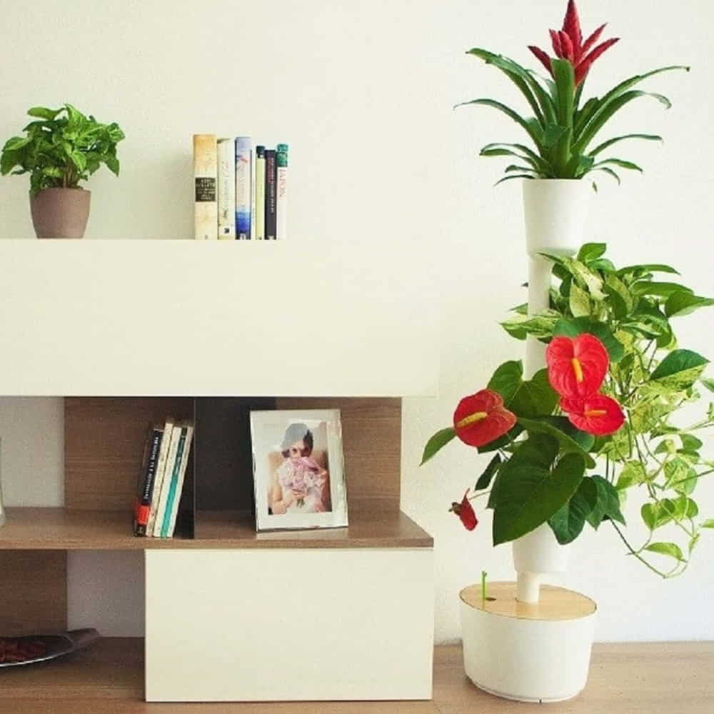 plantas decorativas