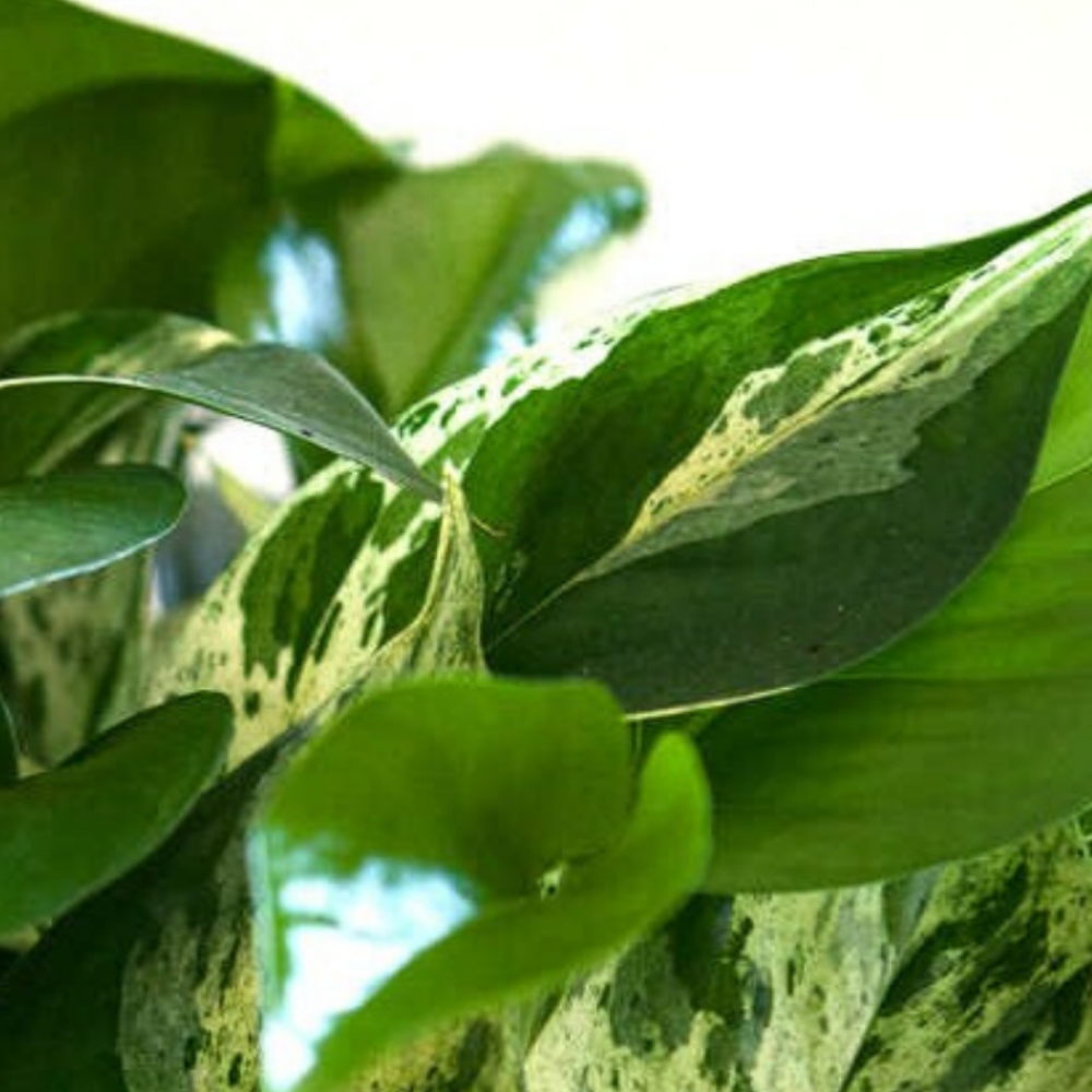 indoor plants