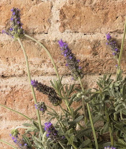 lavanda de vivero local